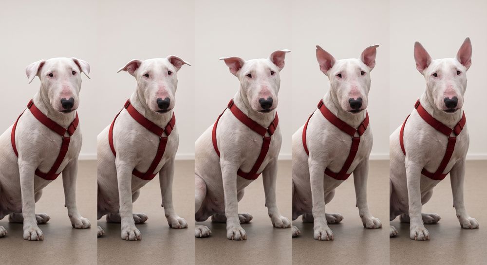 Five frames of the same English Bull Terrier with its ears moving from folded to fully upright
