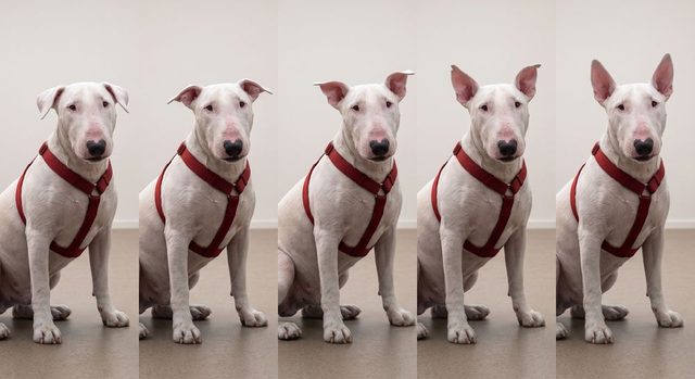The head and alert ears of a white English Bull Terrier