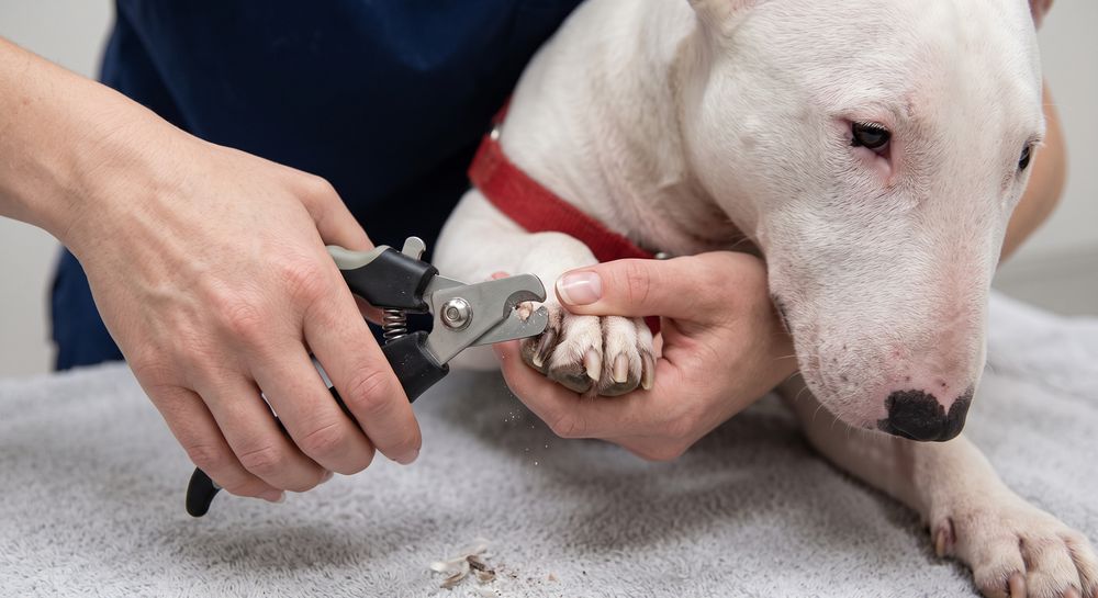 An English Bull Terrier having a front nail clipped with scissor-style clippers