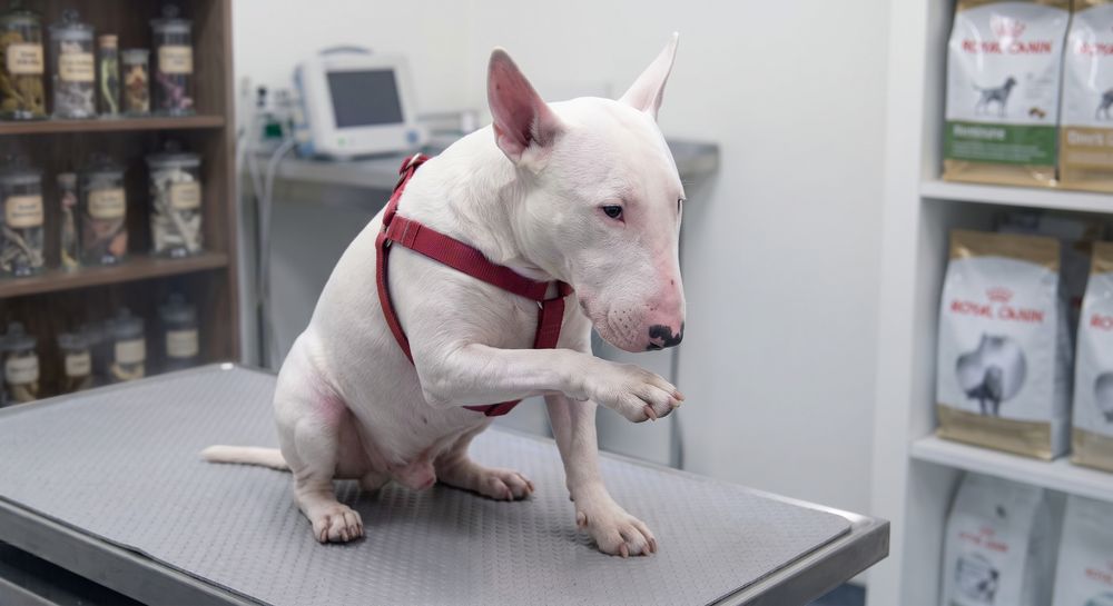 An English Bull Terrier lifting a front paw on a vet examination table
