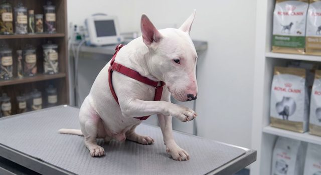 An English Bull Terrier lifting a front paw at the vet