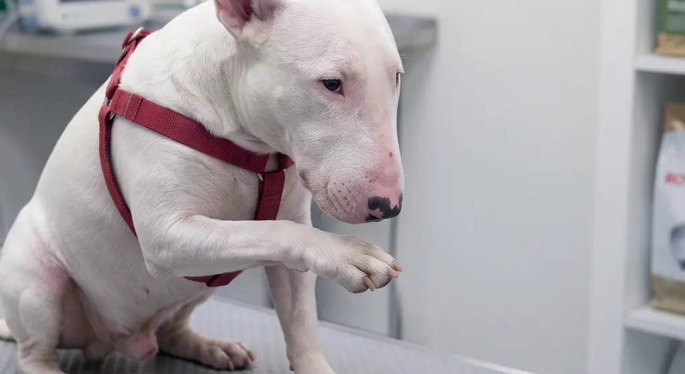 An English Bull Terrier in a red harness lifting a front paw