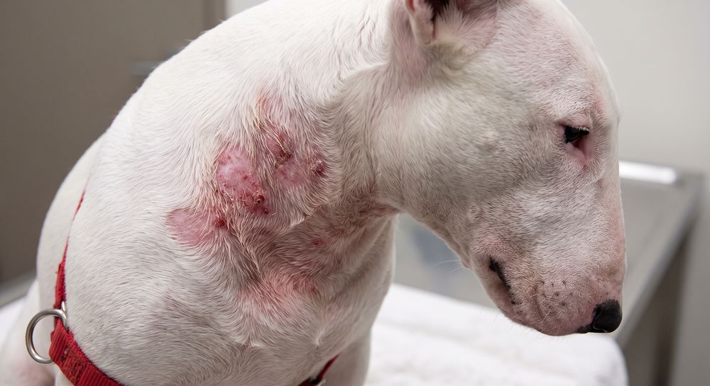 A red, inflamed skin lesion on the shoulder of a white English Bull Terrier