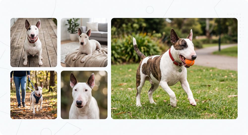 A montage of English Bull Terriers of different ages and colours