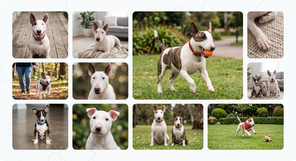 A montage of English Bull Terriers at home and outdoors